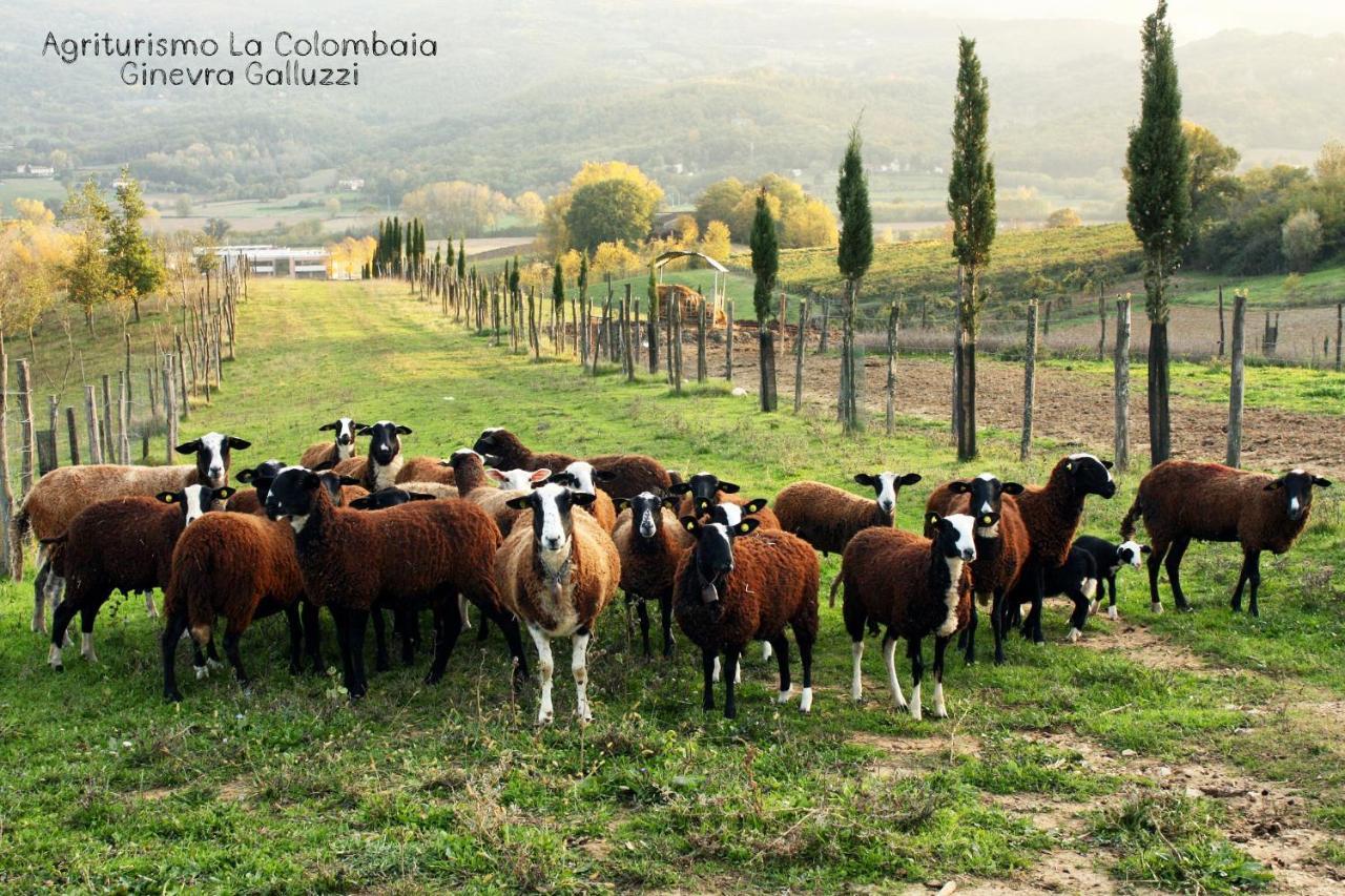 فيلا فيتشوفي Agriturismo La Colombaia المظهر الخارجي الصورة