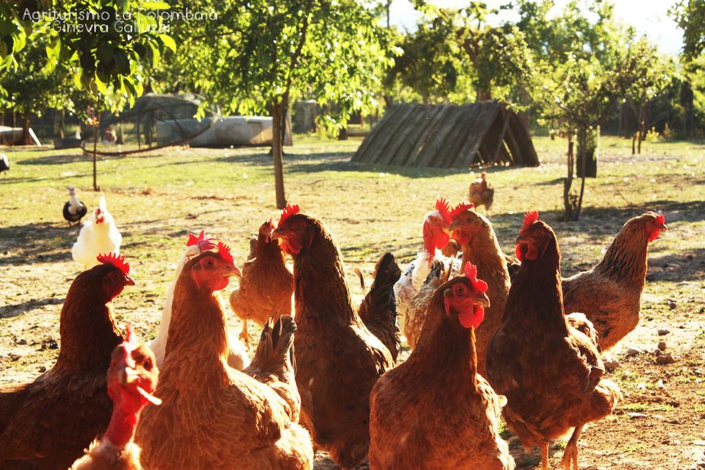 فيلا فيتشوفي Agriturismo La Colombaia المظهر الخارجي الصورة